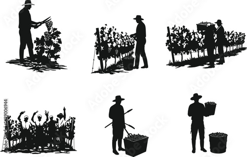 Silhouettes of vineyard workers harvesting grapes, pruning vines, carrying baskets, group celebration, farm labor, grape harvest season vector illustrations.