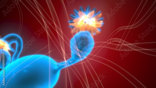 Foto Female reproductive system. 3d illustrations