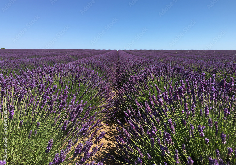 Naklejka premium A vast field of vibrant purple lavender flowers stretches to the horizon under a clear blue sky, creating a peaceful and serene landscape.