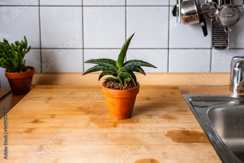 Eingerichtete Sansiveria Samurai Sukkulente im Terrakotta-Topf auf Küchenarbeitsplatte