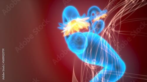 Schilderij op canvas Female reproductive system. 3d illustrations