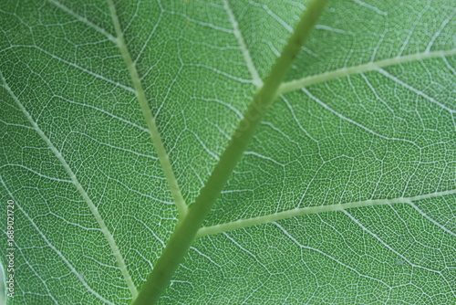green leaf texture