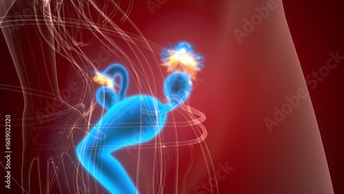 Female reproductive system. 3d illustrations