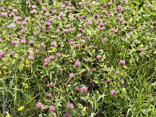 Wallpaper Mural A Vibrant and Colorful Field of Pink Clover Flowers in Full and Beautiful Blooming Glory. A lush and vibrant field is overflowing with blooming pink clover flowers, showcasing the beauty of nature Torontodigital.ca