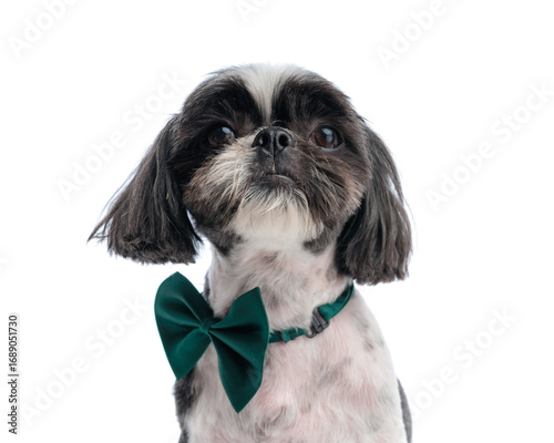 sweet little shih tzu dog with green bowtie sitting and looking up