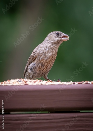 A house finch perches on a wooden ledge scattered with seeds, clutching one in its beak as it prepares to eat.