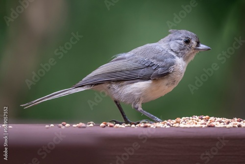 A small gray and white tufted titmouse feeding on birdseed in a Virginia backyard.
