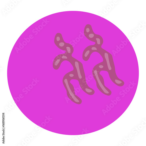 reticulocyte