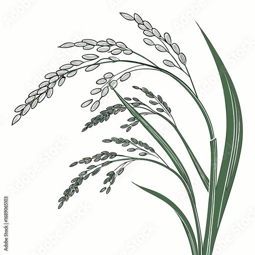 Stylized illustration of green rice stalks with detailed grains and leaves on a white background