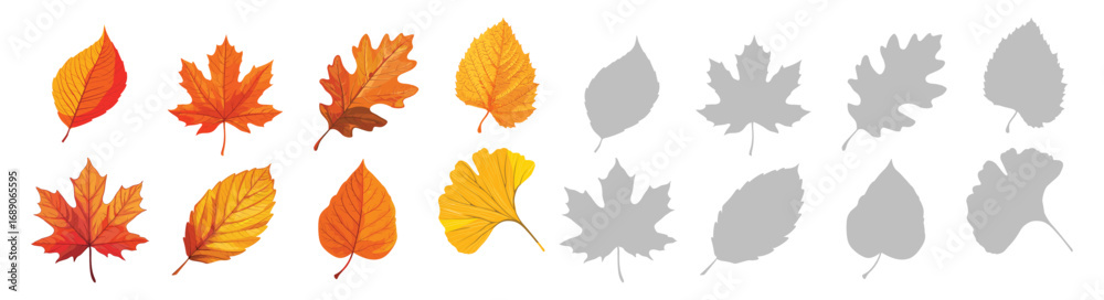Fototapeta premium Autumn leaves set. Ash, Beech, Birch, Ginkgo, Maple, Oak, Poplar, Sycamore foliage collection. Botanical elements for natural floral design. Flat vector illustration isolated on white.