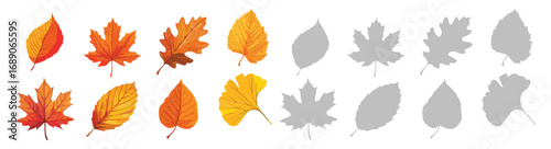 Autumn leaves set. Ash, Beech, Birch, Ginkgo, Maple, Oak, Poplar, Sycamore foliage collection. Botanical elements for natural floral design. Flat vector illustration isolated on white.