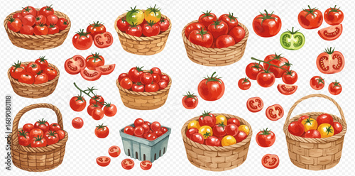 A collection of watercolor illustrations of fresh tomatoes, whole and sliced, in wicker baskets and on vines.