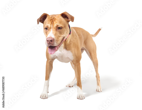 Friendly pitbull standing against white background. Happy Pitbull mix dog with open mouth waiting for toy or food. Full body, front view. 2 years old, female, Boxer Pitbull mix, fawn. Selective focus.