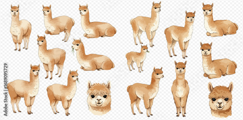 A charming collection of watercolor alpacas in various poses, including standing, sitting, and close-up portraits, isolated on a transparent background.