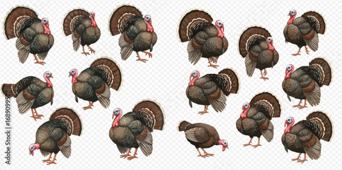 A collection of illustrated wild turkeys in various poses, with males displaying their fanned tail feathers.