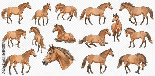 A collection of realistic brown horse illustrations shown in various dynamic poses and actions, including a detailed portrait.