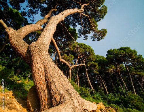 Low-angle view of a large, gnarled pine tree leaning dramatically, nestled amongst a grove of pines on a hillside
