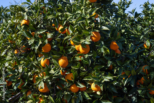 Wallpaper Mural Oranges field in Sicily farm, oranges tree, agrumeto Torontodigital.ca