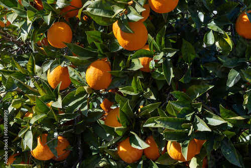 Wallpaper Mural Oranges field in Sicily farm, oranges tree, agrumeto Torontodigital.ca
