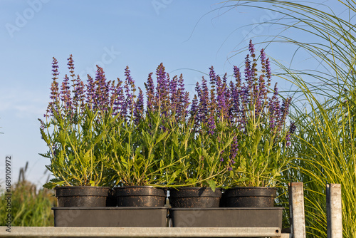 Potted purple salvia plants on shelf