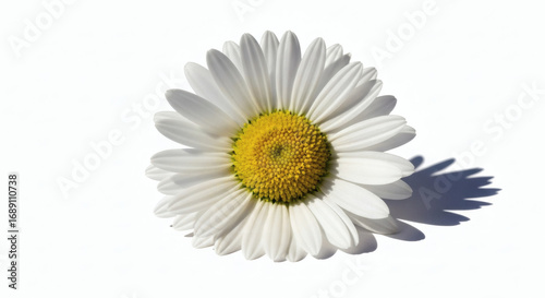 Pure Delight: A Single Daisy Radiating Beauty on Bright Backdrop, Perfect for Spring Design
