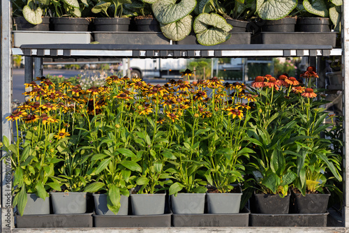 Photography Potted rudbeckia and echinacea perennials