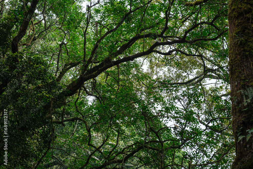 Obraz premium Lush Green Forest Canopy with Branches and Bright Diffused Light