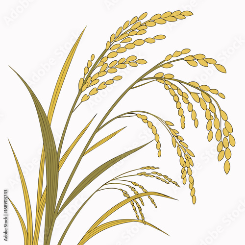 Golden ripe rice stalks with green leaves on a white background