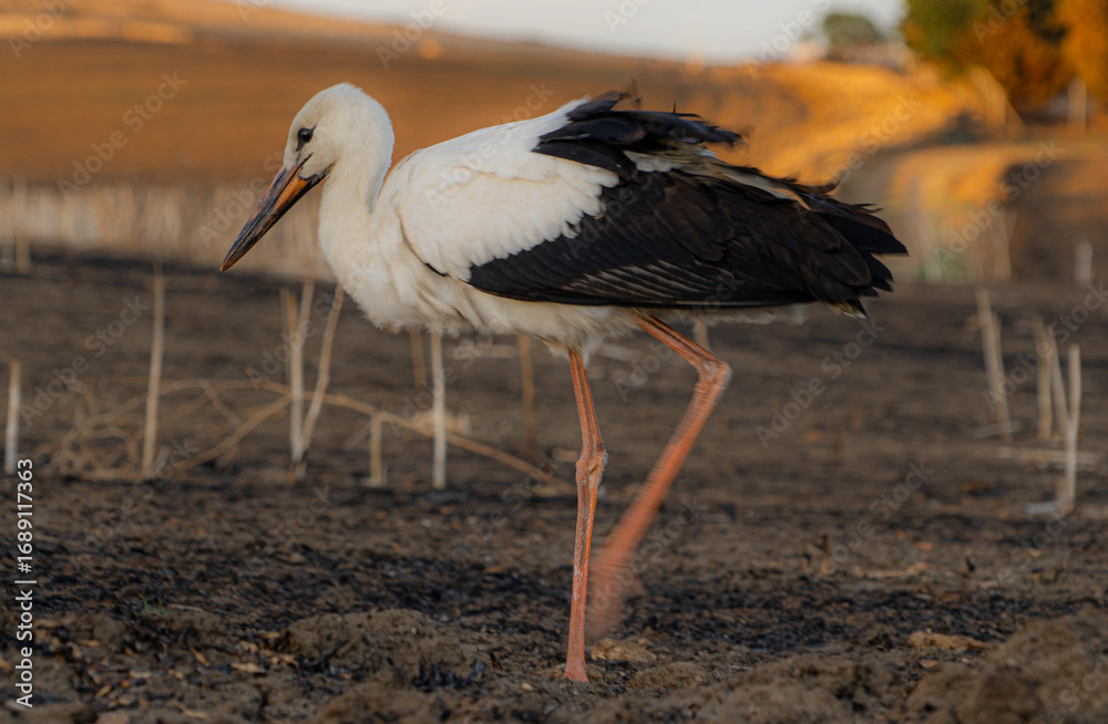 Fototapeta premium stork