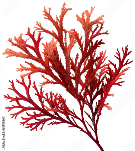 Red Algae