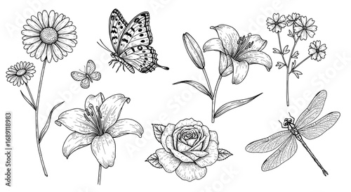 Hand drawn floral and insect collection: butterflies, dragonfly, and flowers in detailed sketch style