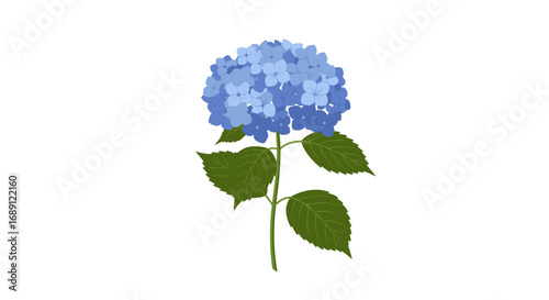 Beautiful blue hydrangea blossom with lush green leaves on white background