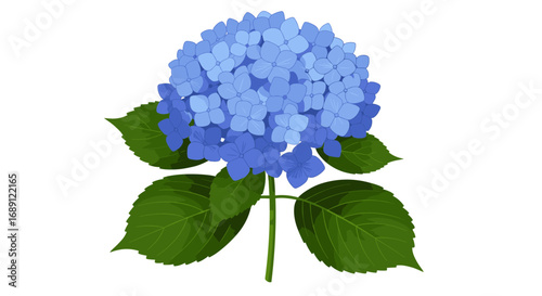 Blue hydrangea bloom with green leaves on white background