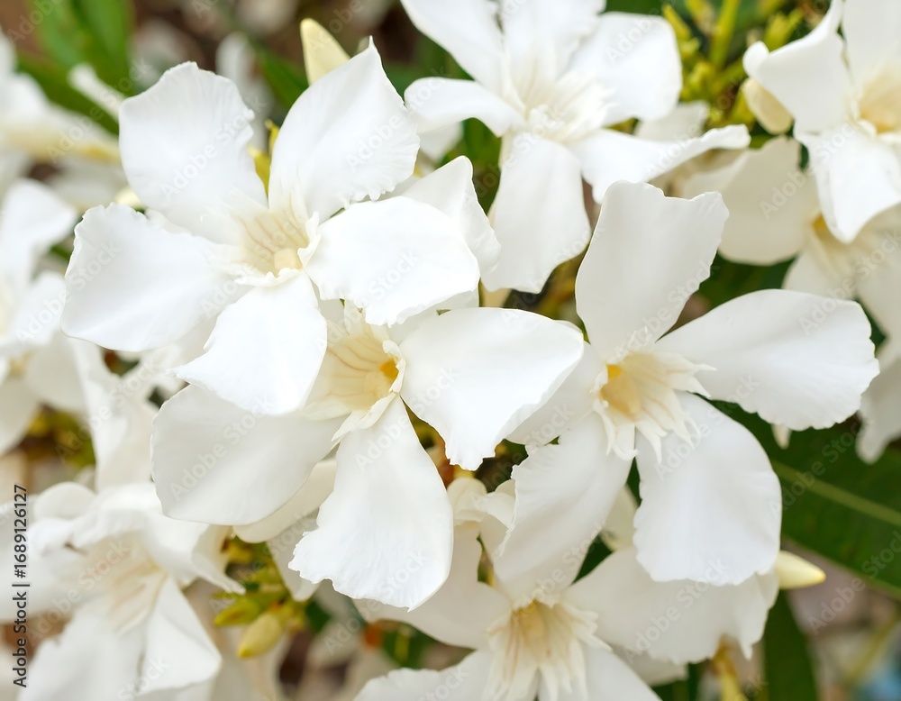 Fototapeta premium Cluster of white flowers (1)