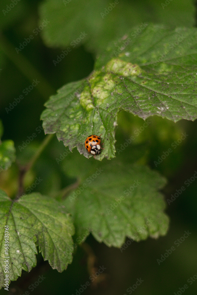 Fototapeta premium ladybug on leaf