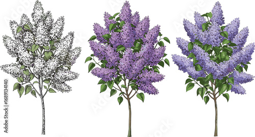 Beautiful blooming lilac bushes illustration, hand-drawn floral art, spring garden flowers, botanical design for nature lovers, digital print decor