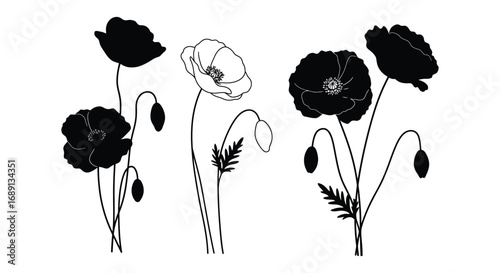 delicate black poppies with slender stems and leaves
