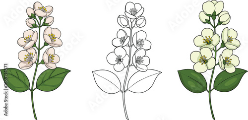 Elegant jasmine flower branch illustration set, hand-drawn botanical design, outline and color styles, perfect for spring floral decor