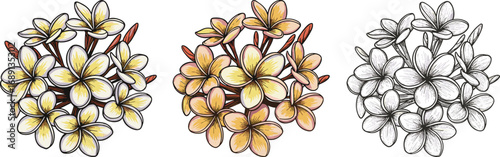 Plumeria flower cluster set, yellow and orange tropical frangipani blooms, hand drawn floral illustrations, botanical art for design projects