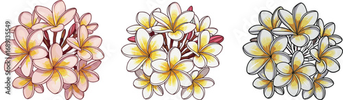 Plumeria flower cluster illustration set, pink and yellow tropical frangipani blossoms, detailed hand-drawn floral artwork for digital design