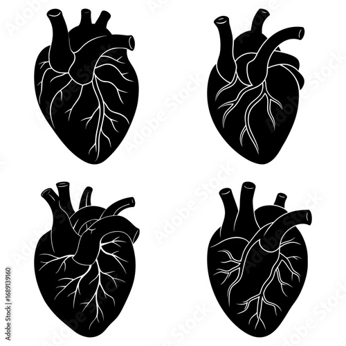 Four anatomical heart illustrations in black and white showing veins and arteries in detailed drawing style