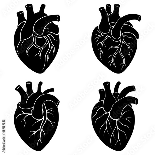 Four anatomical heart illustrations in black and white showing ventricles and arteries in detail and precision