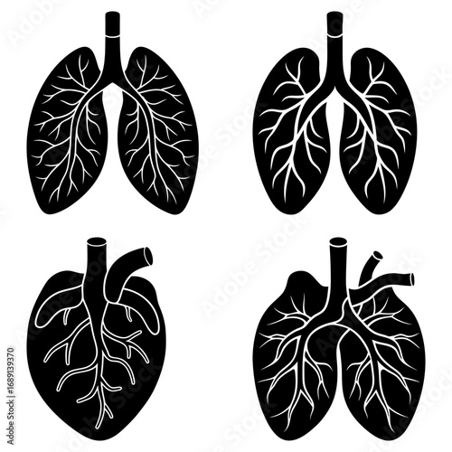 Illustration showing human lungs and heart anatomy in black and white medical diagram of respiratory system