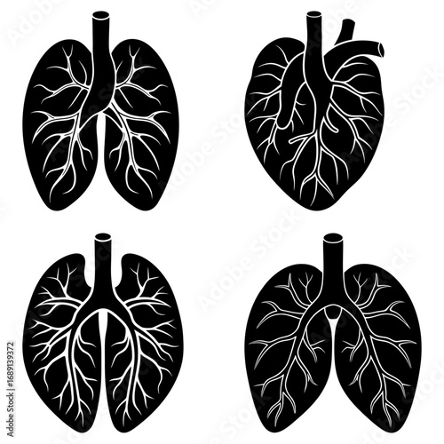 Anatomical illustration showing lungs and heart with veins in black and white on a white background