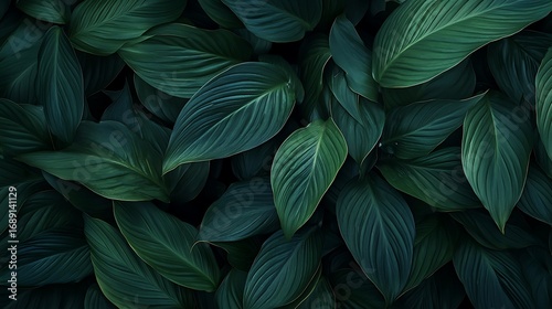 Fototapeta Naklejka Na Ścianę i Meble -  Dense arrangement of dark green tropical leaves with subtle light highlights foliage photo