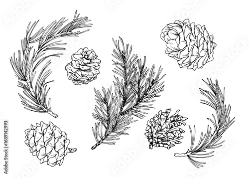 Monochrome hand drawn ink illustration of spruce branches and pinecones, detailed line art Christmas clip art set, perfect for winter festive design, cards, decoration and seasonal projects.