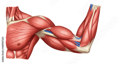 Anatomy of the Human Arm Detailed Illustration of Muscles and Skeletal Structure