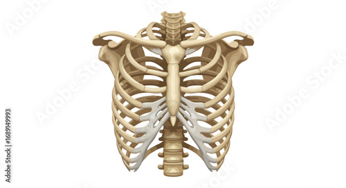 3D Render of Human Rib Cage Skeleton Isolated on White Background