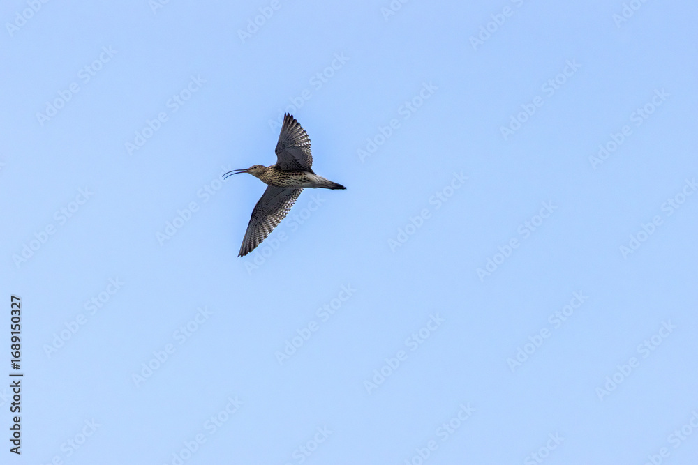Obraz premium Eurasian Curlew (Numenius arquata) on Bull Island, Dublin. Commonly found in Europe and Asia.
