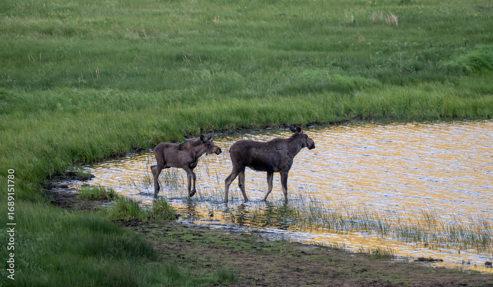 Naklejka premium Adult and Young Moose Interact In The Shallows Of Small Pond In Rocky Mountain